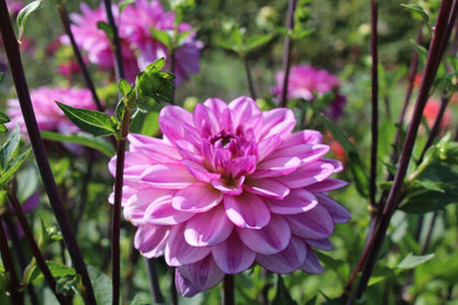 Dahlia 'Lizz Baaij'