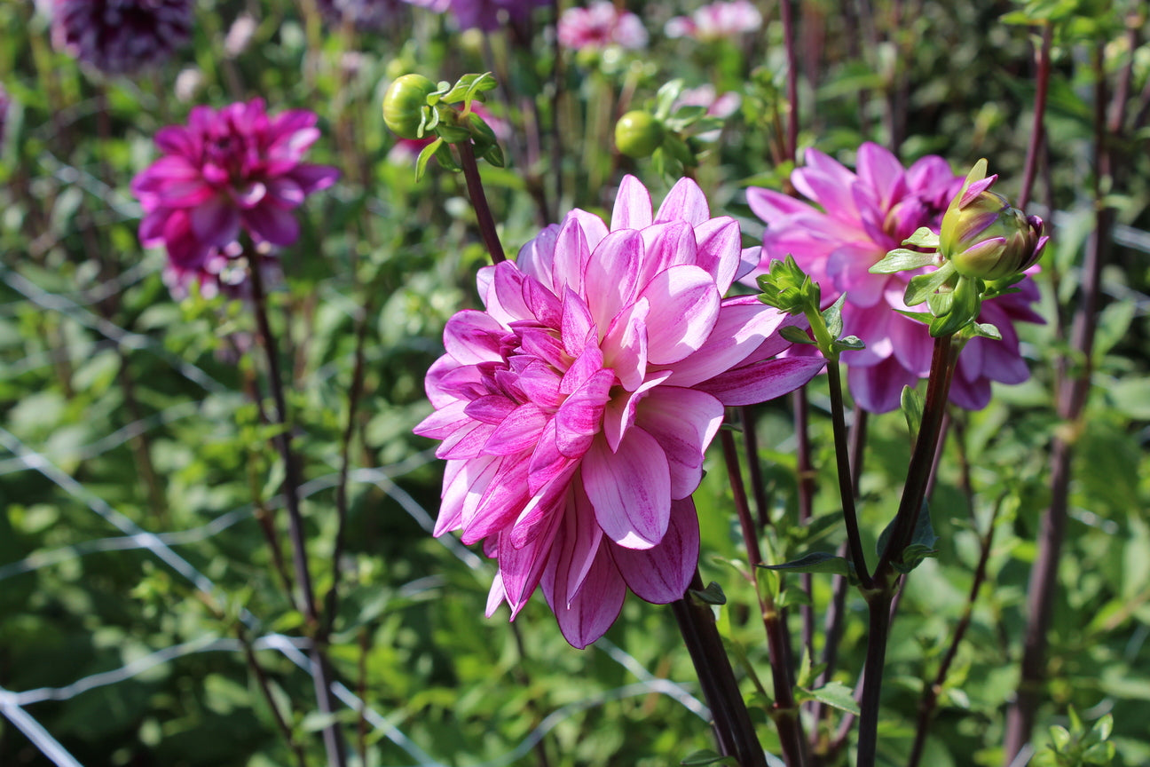 Dahlia 'Lizz Baaij'