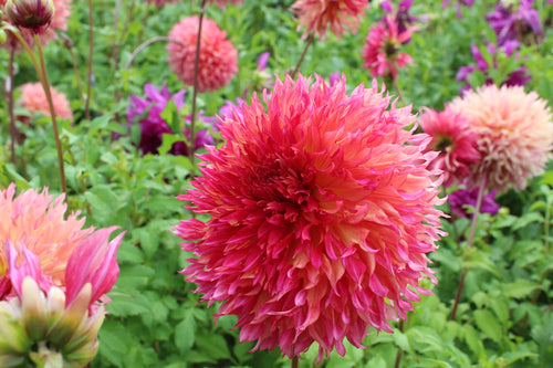 Dahlia 'Myrtle's Folly'