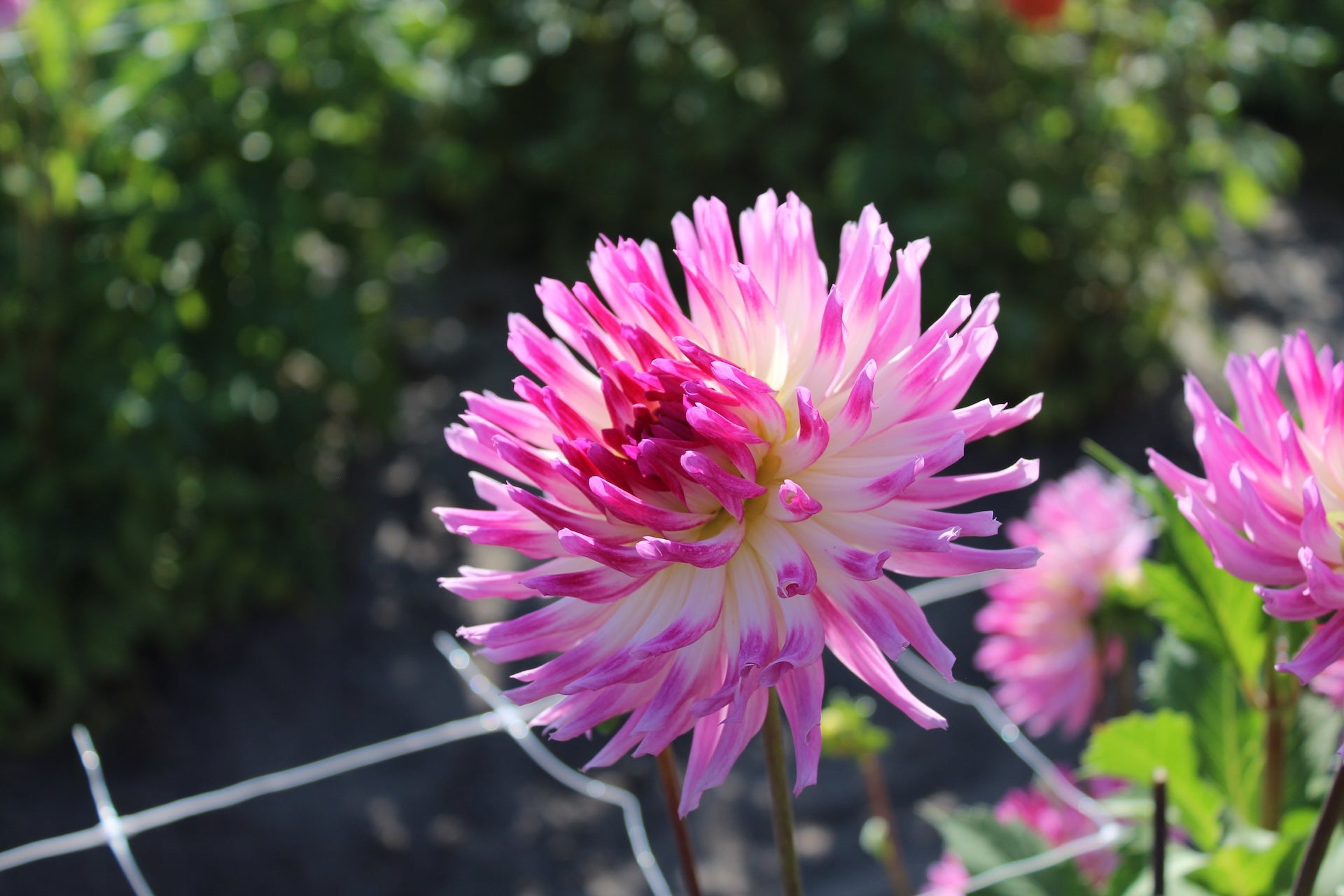 Dahlia 'Orchid Princess'