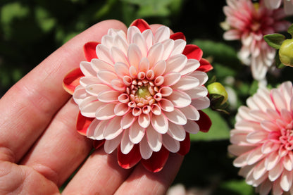 Dahlia 'Pacific Time'