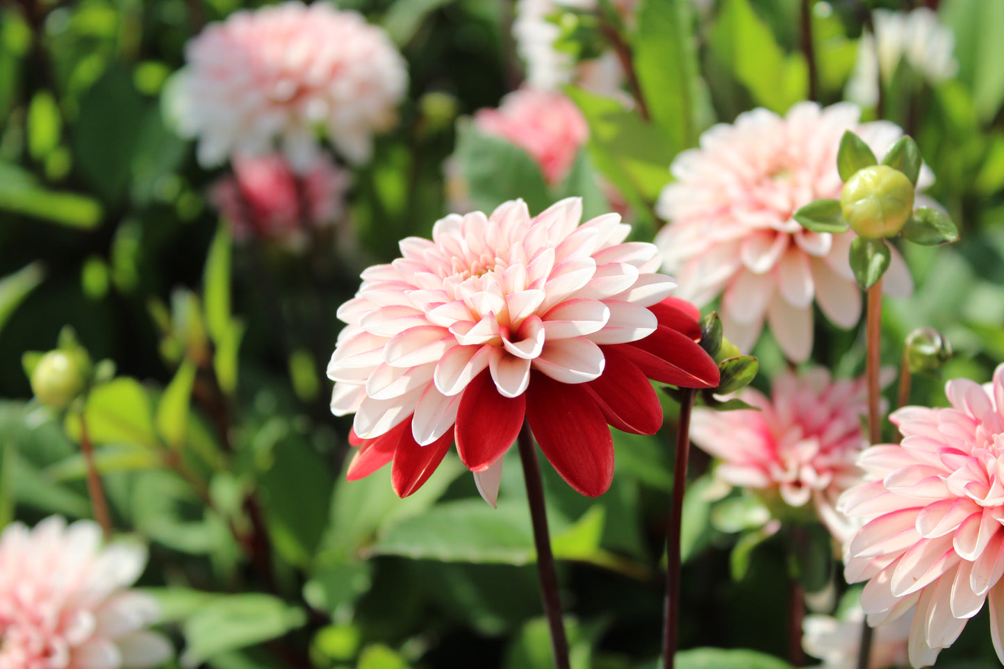 Dahlia 'Pacific Time'