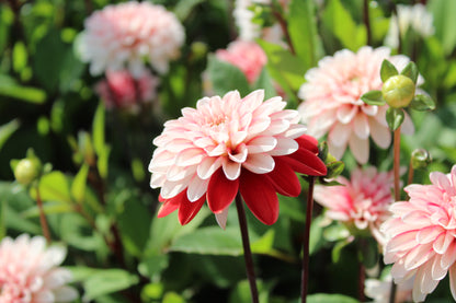 Dahlia 'Pacific Time'