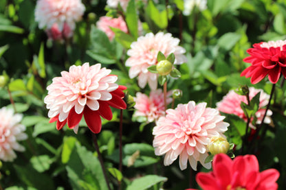 Dahlia 'Pacific Time'