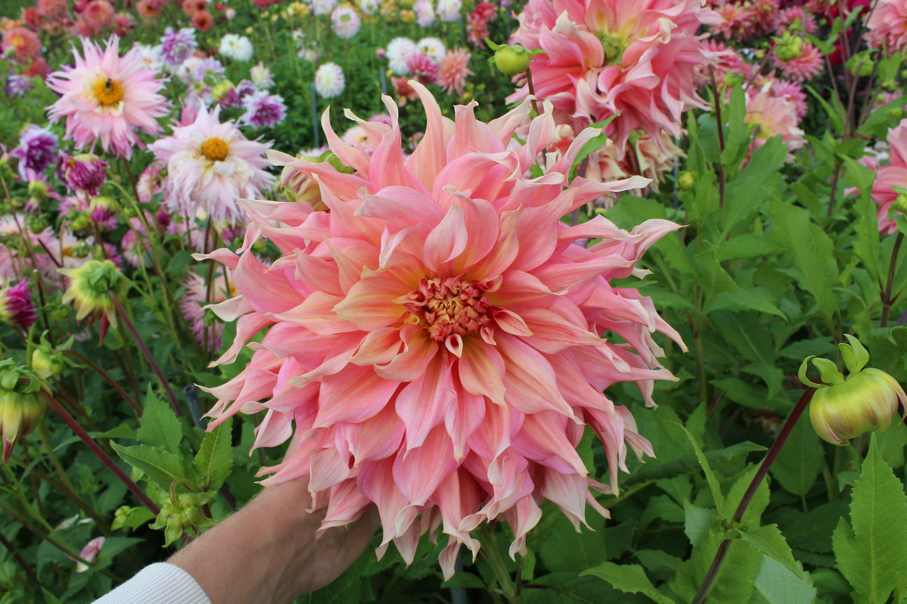 Dalia 'Penhill Watermelon'