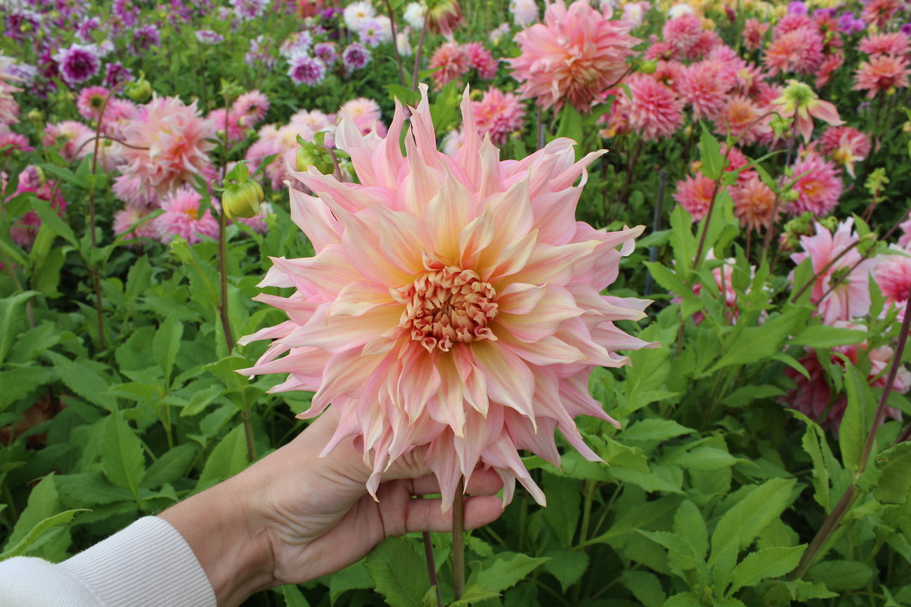 Dalia 'Penhill Watermelon'