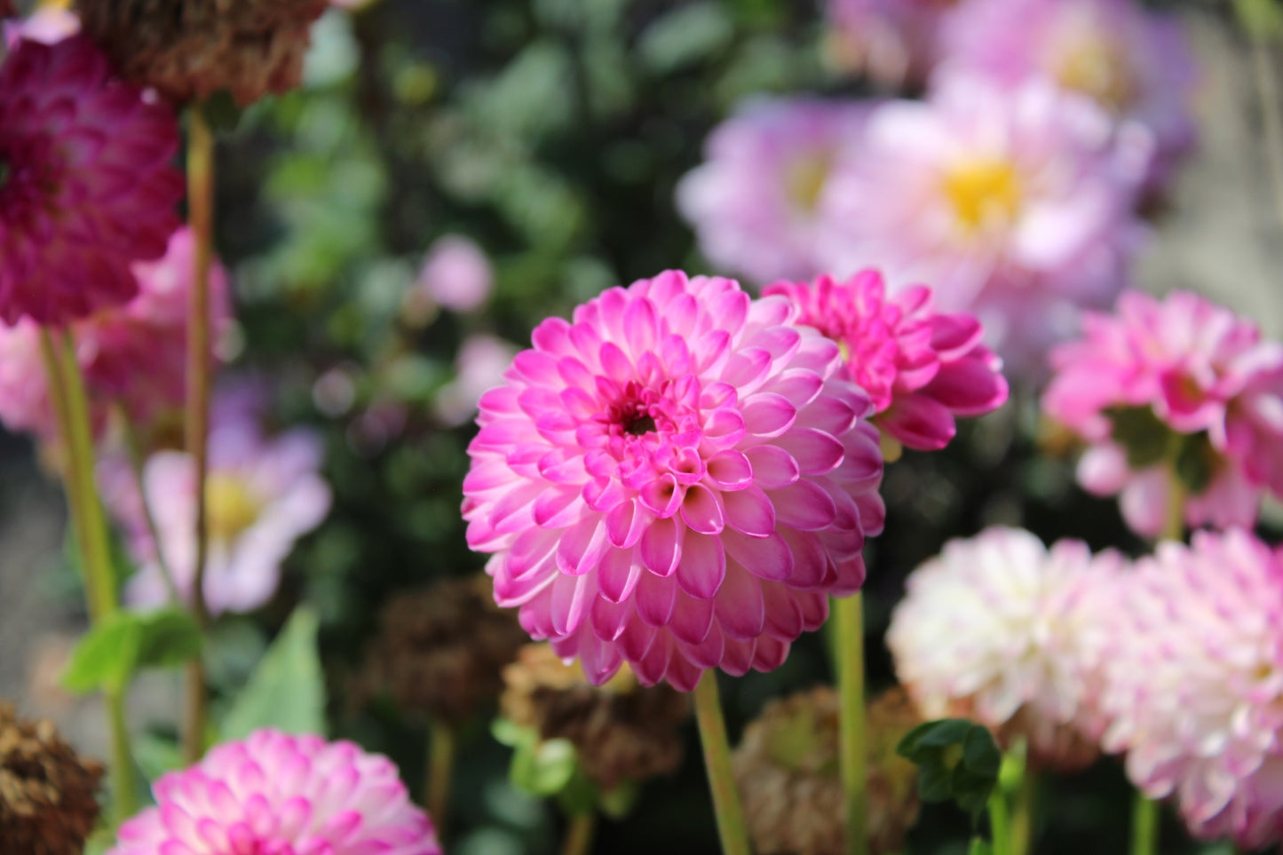 Dahlia 'Pink isa'