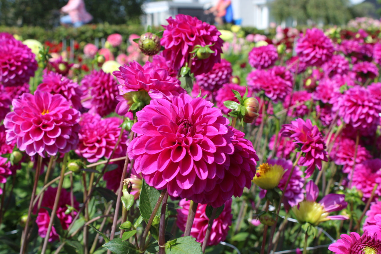 Dahlia 'Purple Fox'