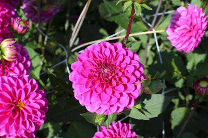 Blush Pink & Purple Dahlia Collectie