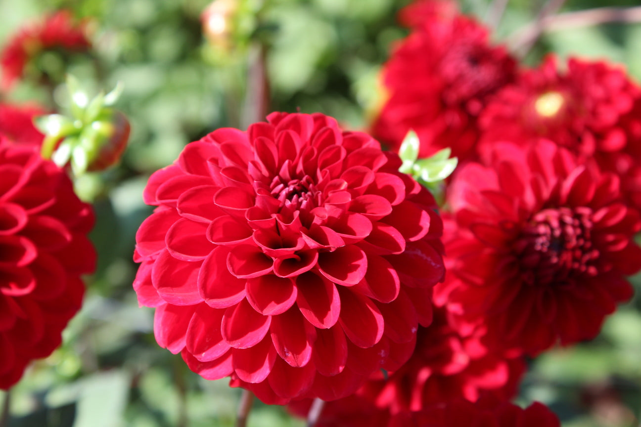 Dahlia 'Rode Vos'
