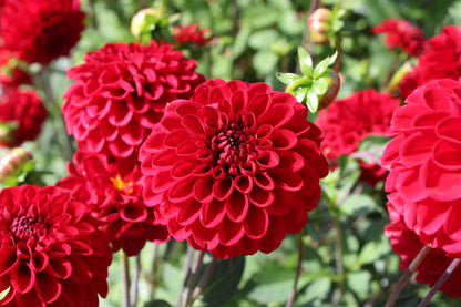 Dahlia 'Rode Vos'