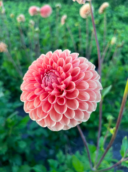 Dahlia 'Sebastian'