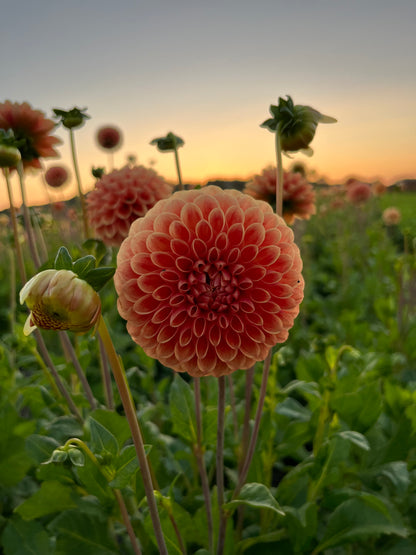 Dahlia 'Sebastian'
