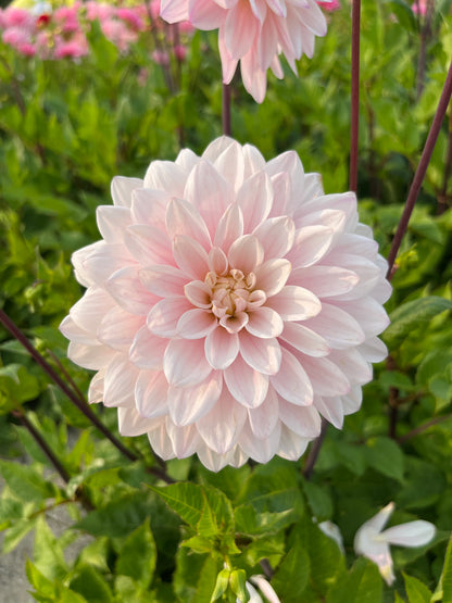 Dahlia 'Silver Years'