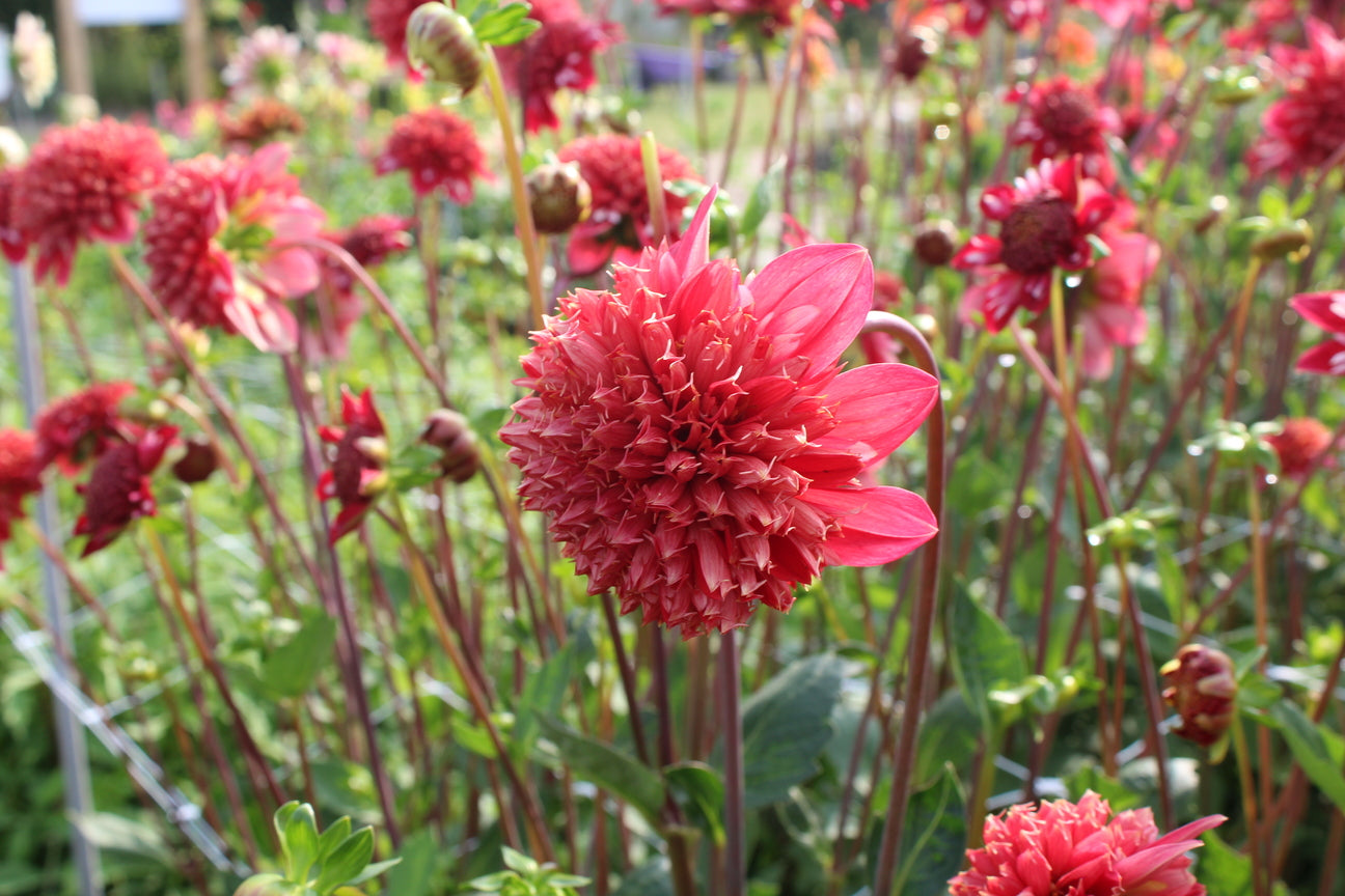 Dahlia 'Speech'