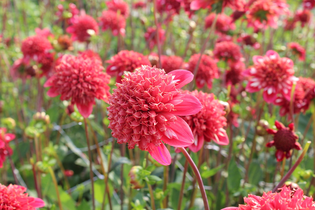 Dahlia 'Speech'