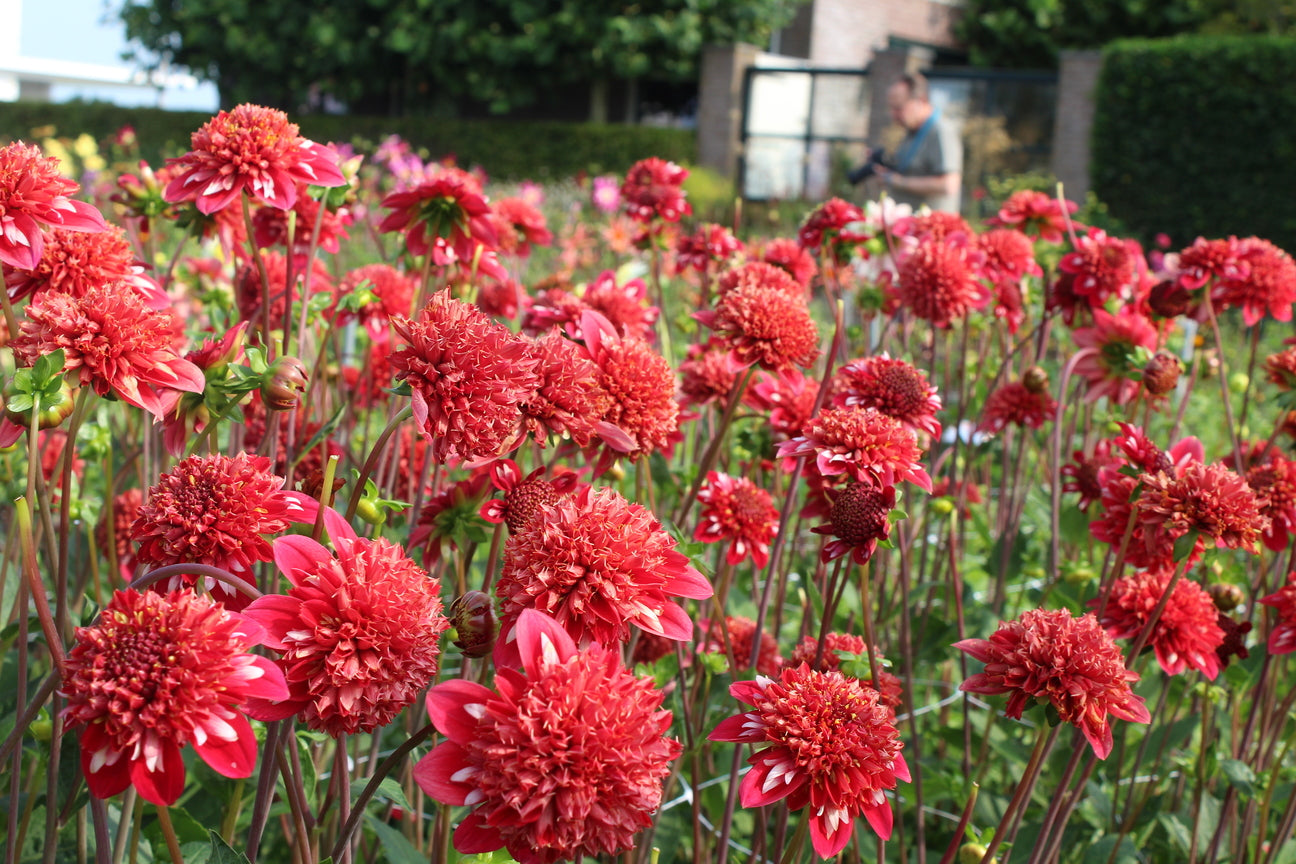 Dahlia 'Speech'
