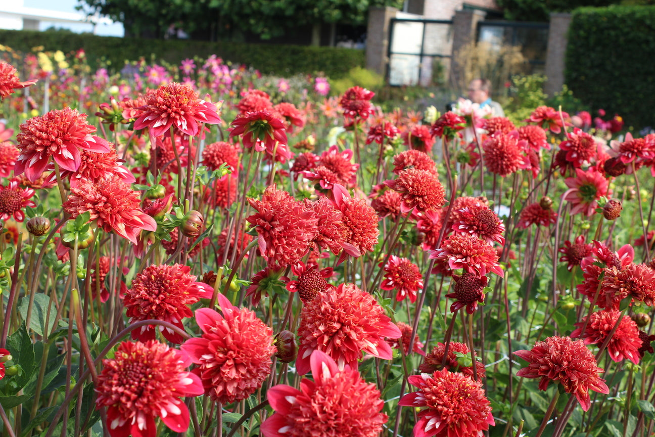 Dahlia 'Speech'