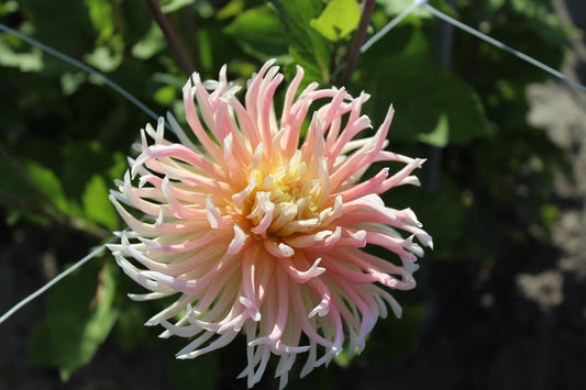 Dahlia 'Star Elite'