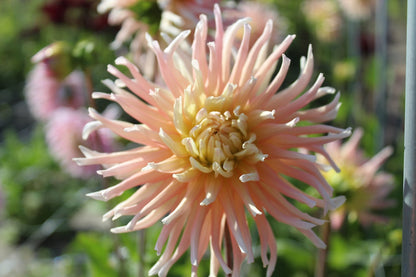 Dahlia 'Star Elite'
