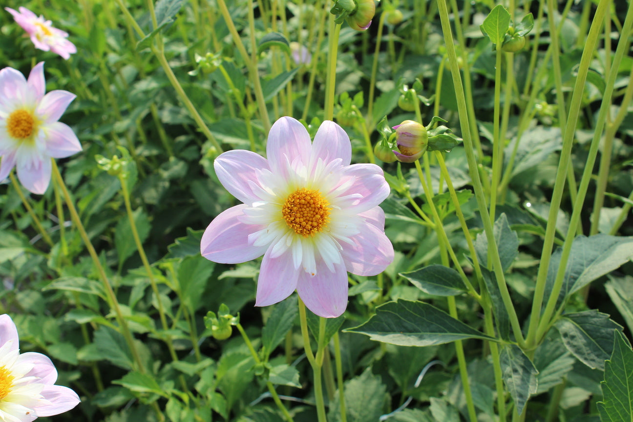 Dahlia 'Teesbrooke Audrey'
