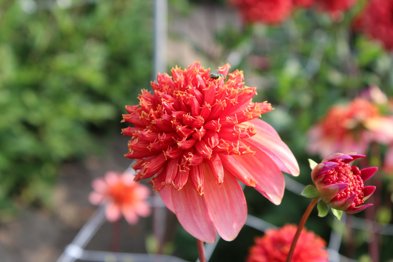 Dahlia 'Totally Tangerine'