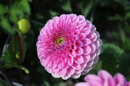 Dahlia 'Veerle'
