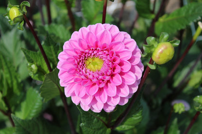 Dahlia 'Veerle'