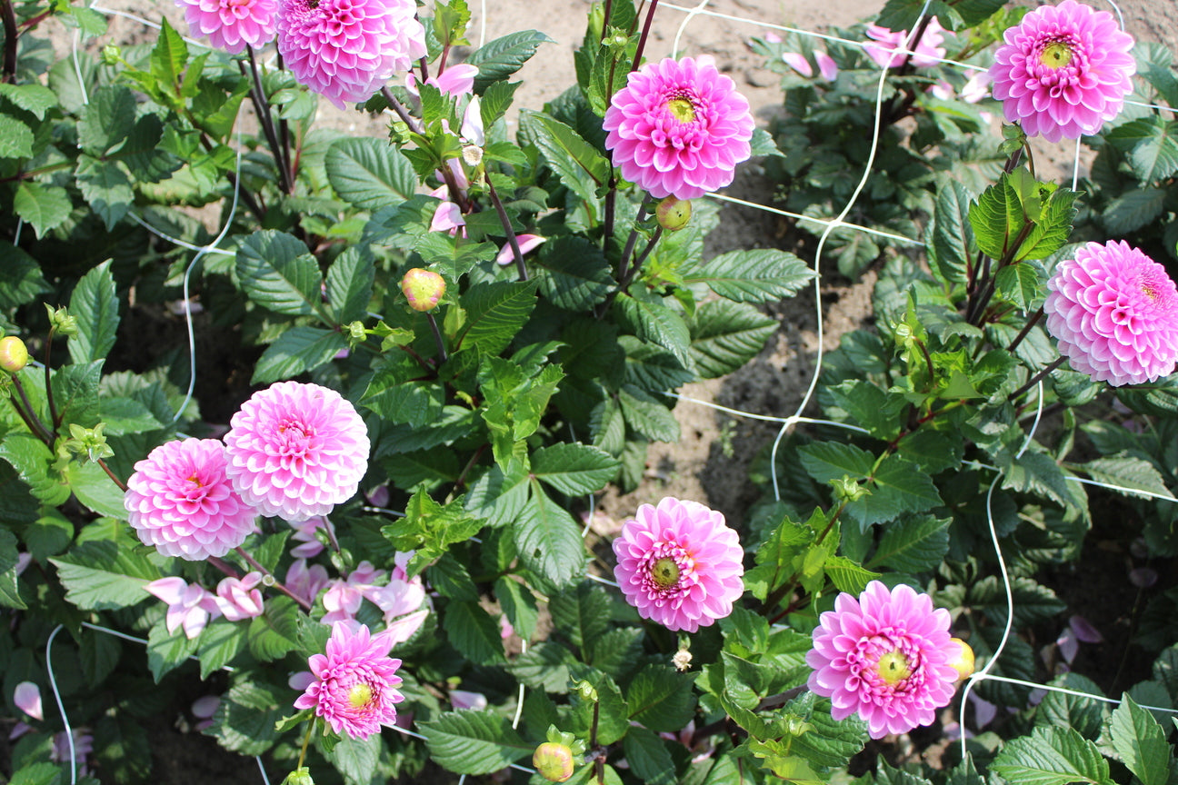 Dahlia 'Veerle'