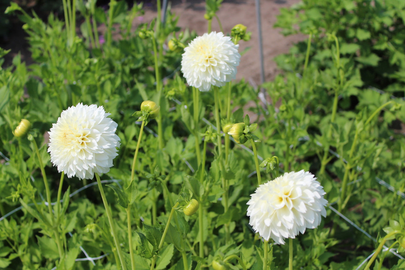 Dahlia 'Witte Aster'