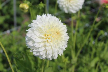 Dahlia 'Witte Aster'