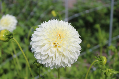Dahlia 'Witte Aster'