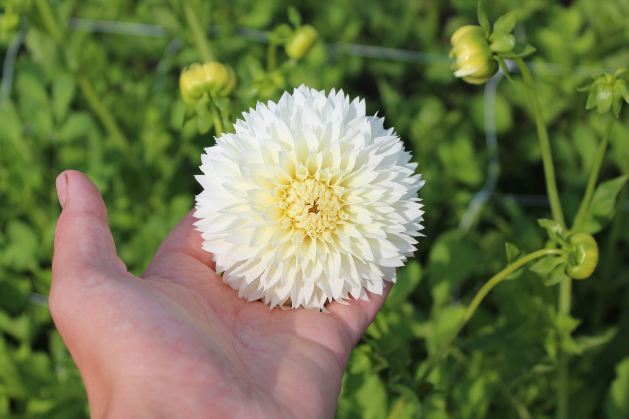 Dahlia 'Witte Aster'