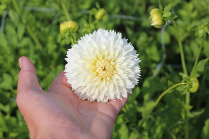 Dahlia 'Witte Aster'