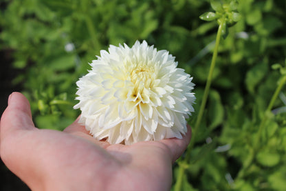 Dahlia 'Witte Aster'