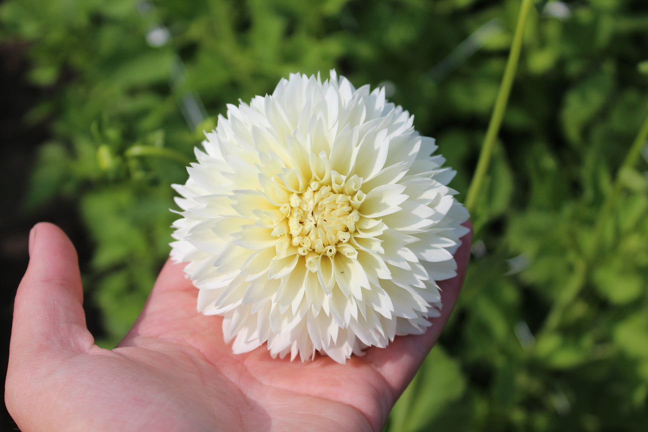 Dahlia 'Witte Aster'