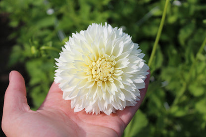 Dahlia 'Witte Aster'