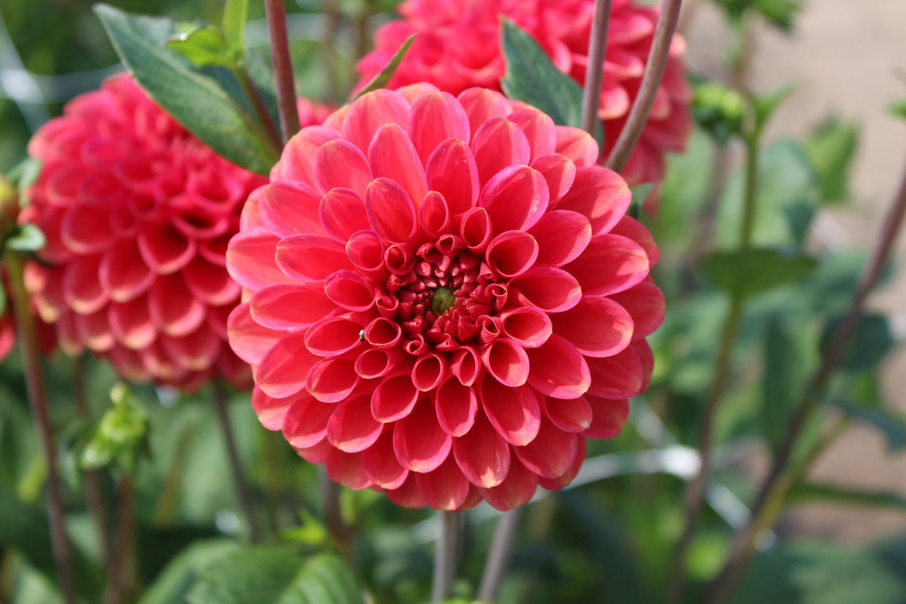 Dahlia 'Zundert Mystery Fox