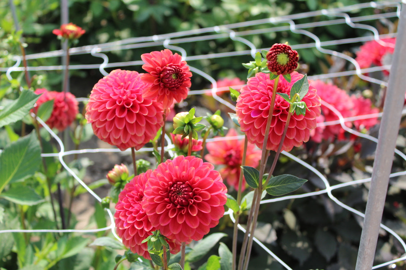 Dahlia 'Zundert Mystery Fox