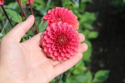 Dahlia 'Zundert Mystery Fox