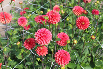 Dahlia 'Zundert Mystery Fox