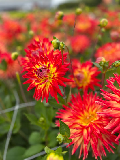 Dahlia 'Karma Bon Bini'