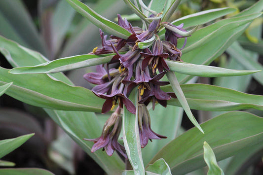 Kievitsbloem (Fritillaria) sewerzowii