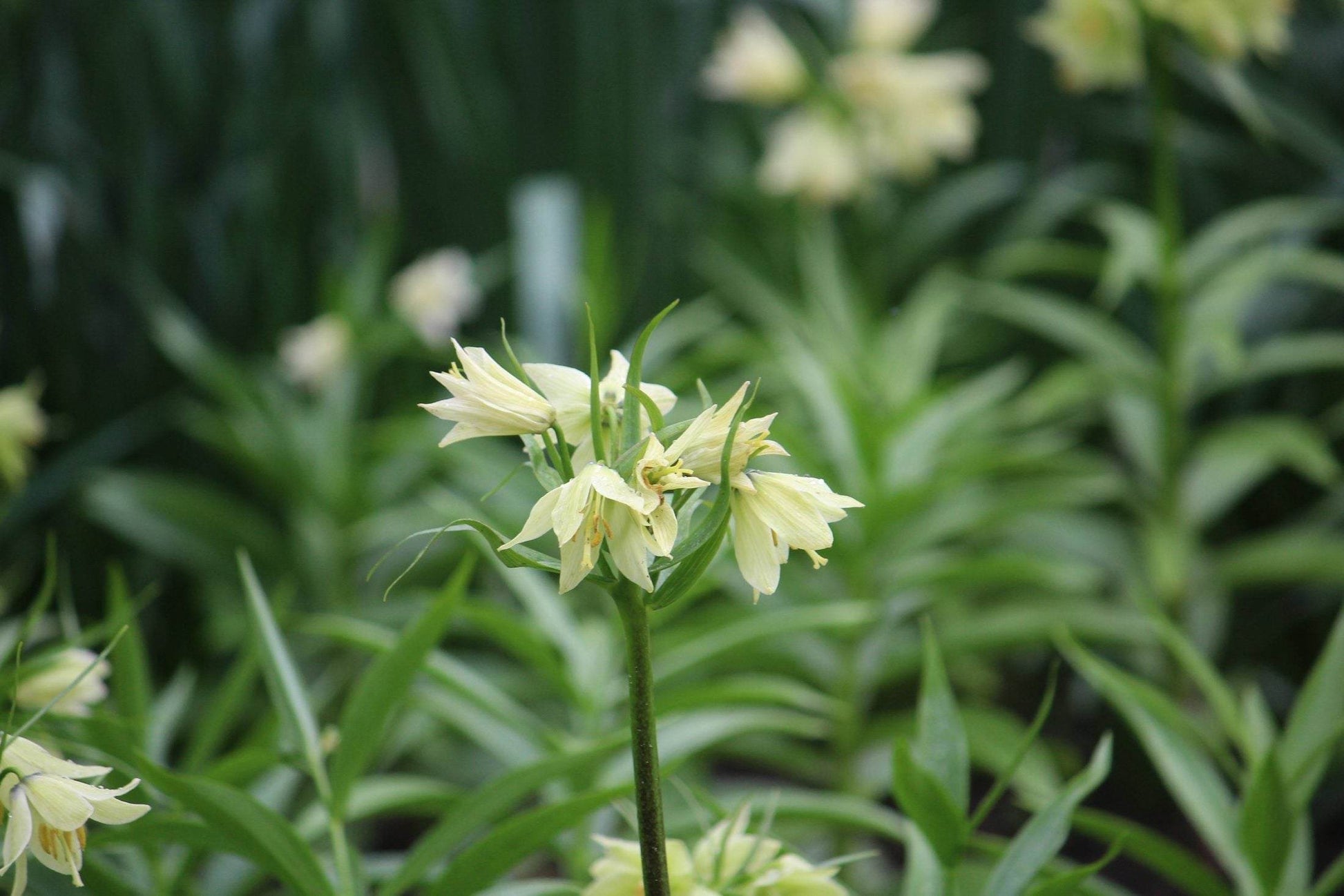 Kievitsbloem (Fritillaria) 'Early Passion'