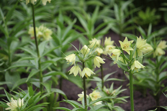 Kievitsbloem (Fritillaria) 'Early Passion'