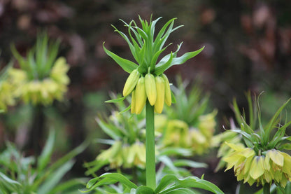 Kievitsbloem (Fritillaria) 'Early Passion'