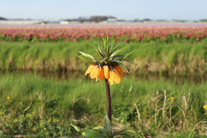 Kievitsbloem (Fritillaria) 'Paradise Beauty'