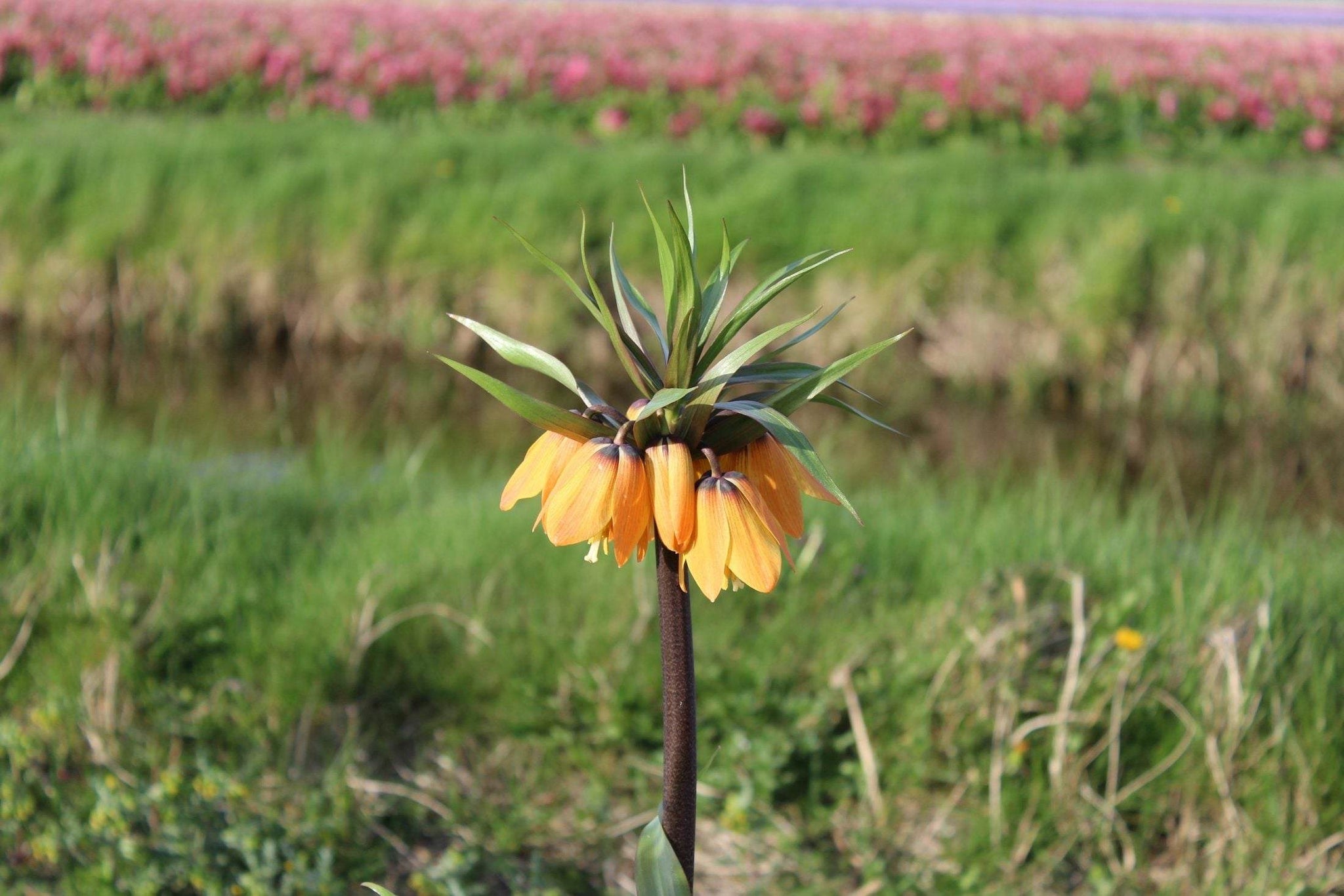 Kievitsbloem (Fritillaria) 'Paradise Beauty'