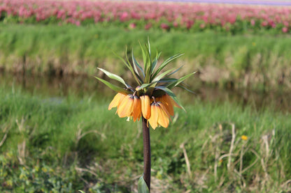 Kievitsbloem (Fritillaria) 'Paradise Beauty'