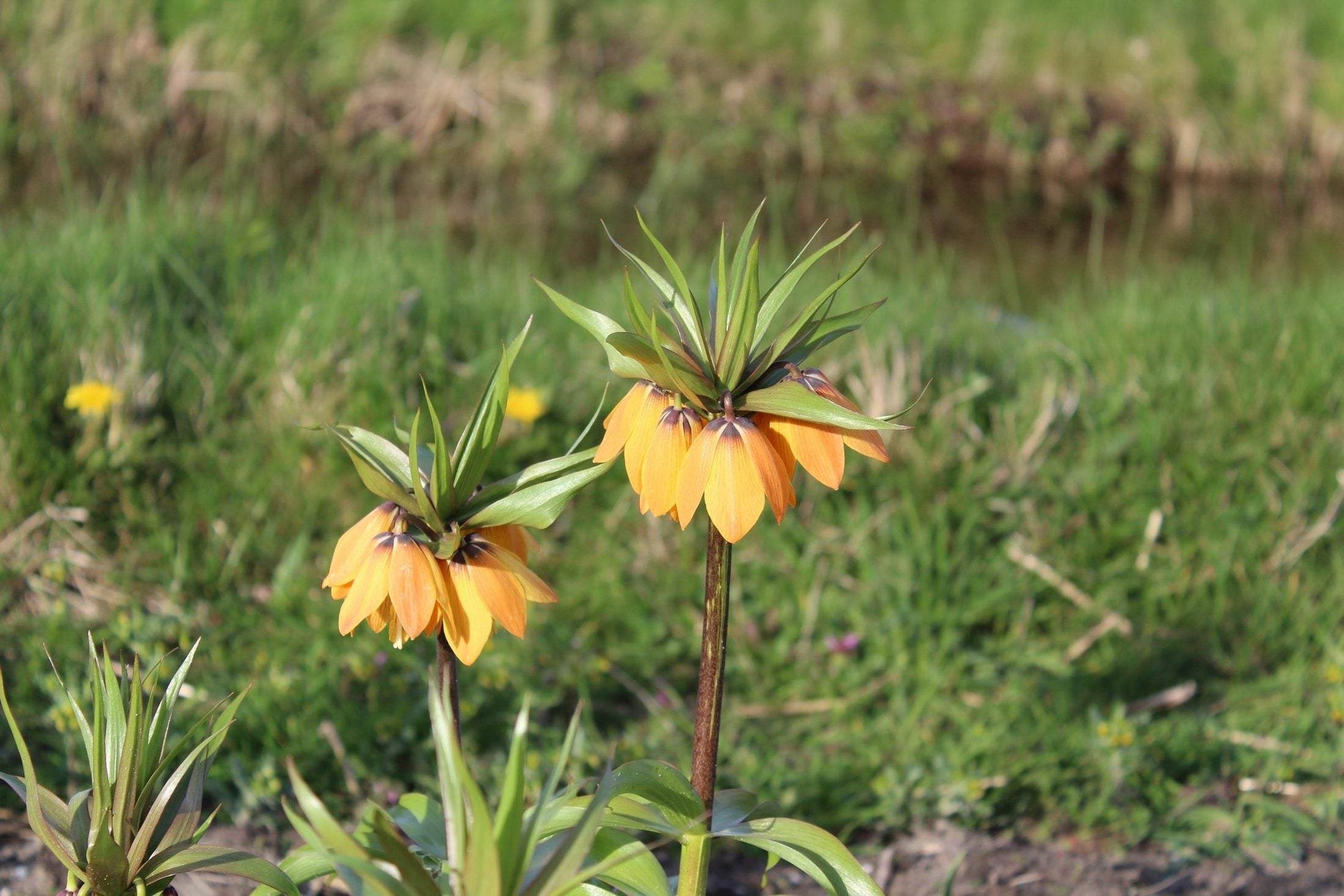 Kievitsbloem (Fritillaria) 'Paradise Beauty'